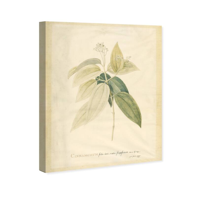 Wynwood Studio Canvas Floral and Botanical Cinnamomum Green and Antique White Traditional Wall Art Canvas Print