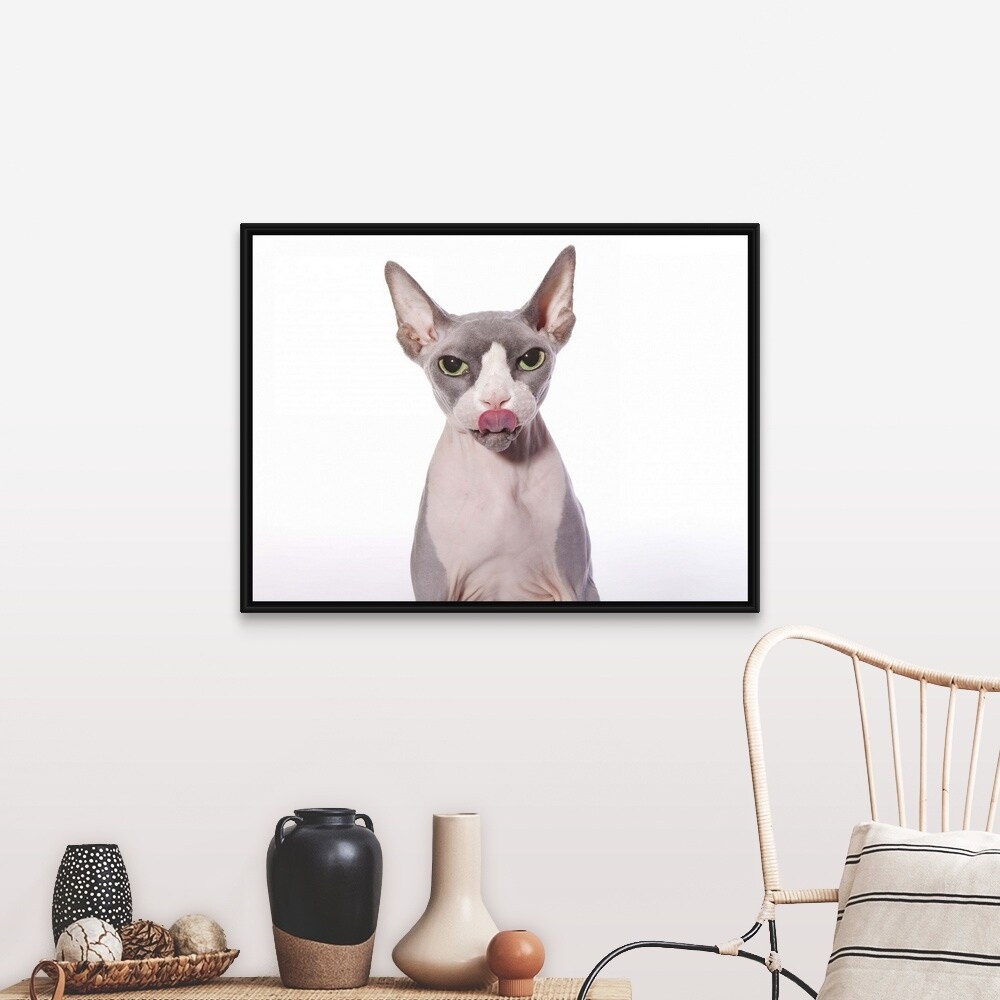 Shop Sphynx Cat With Tongue Out Black Float Frame Canvas Art