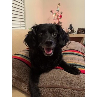 pendleton yakima camp pet bed