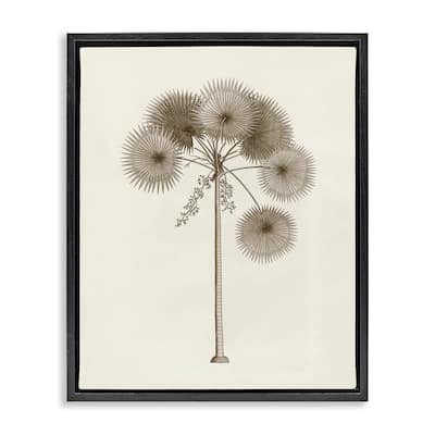 Stupell Vintage Study of Palm Tree Framed Floater Canvas Wall Art Design By Phillipa Katz