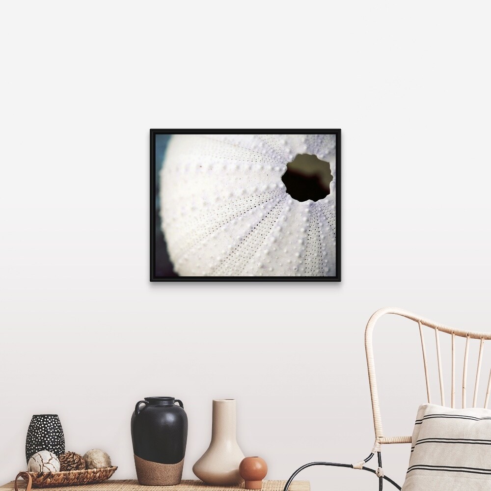Shop White Sea Urchin Black Float Frame Canvas Art Overstock