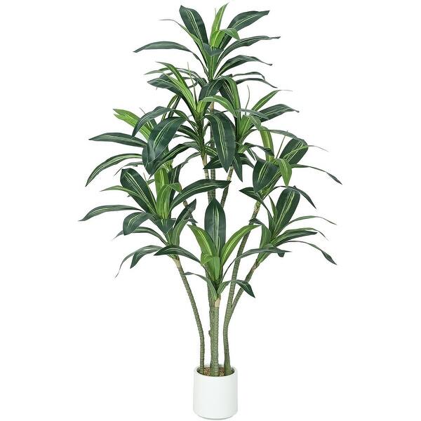 dracaena curled leaves Dracaena Deremensis Lime Light Tip  Plant Studio