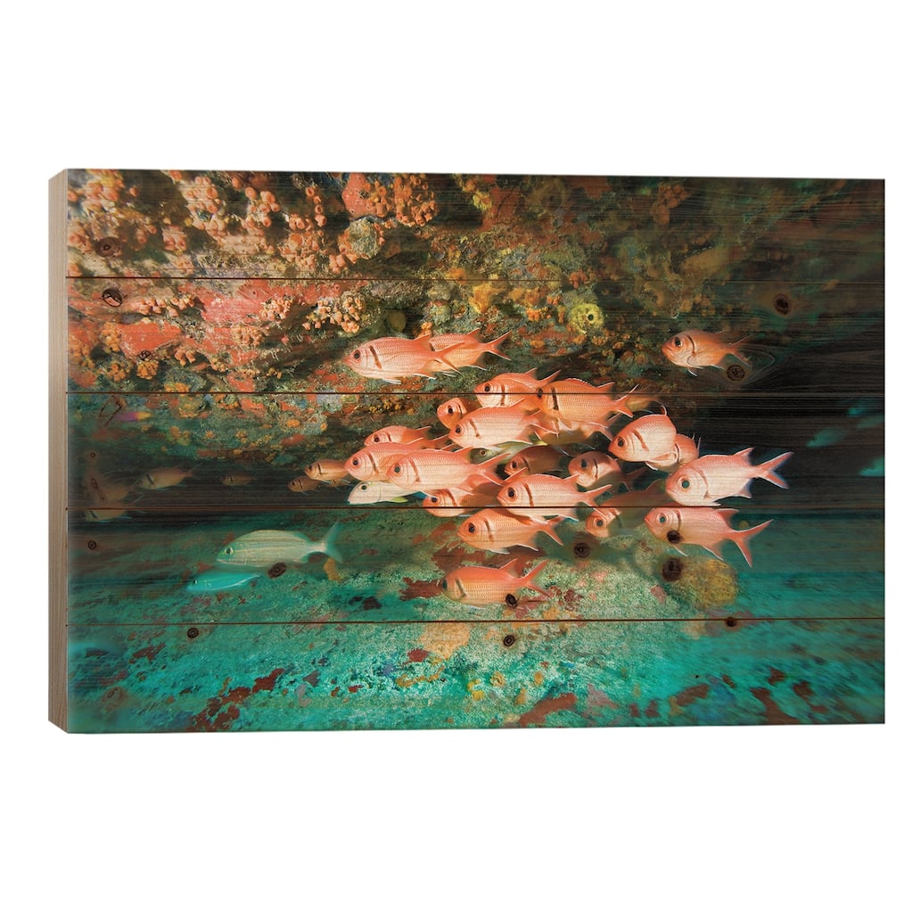 Schooling Soldierfish, Virgin Gorda, Virgin Islands Print On Wood by Stuart Westmorland - Multi-Color