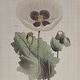 preview thumbnail 8 of 16, Madison Park Herbal Botany 4-piece Botanical Illustration Framed Canvas Wall Art Set