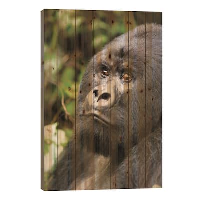 Africa, Rwanda, Volcanoes National Park. Portrait of a silverback mountain gorilla II Print On Wood by Ellen Goff - Multi-Color