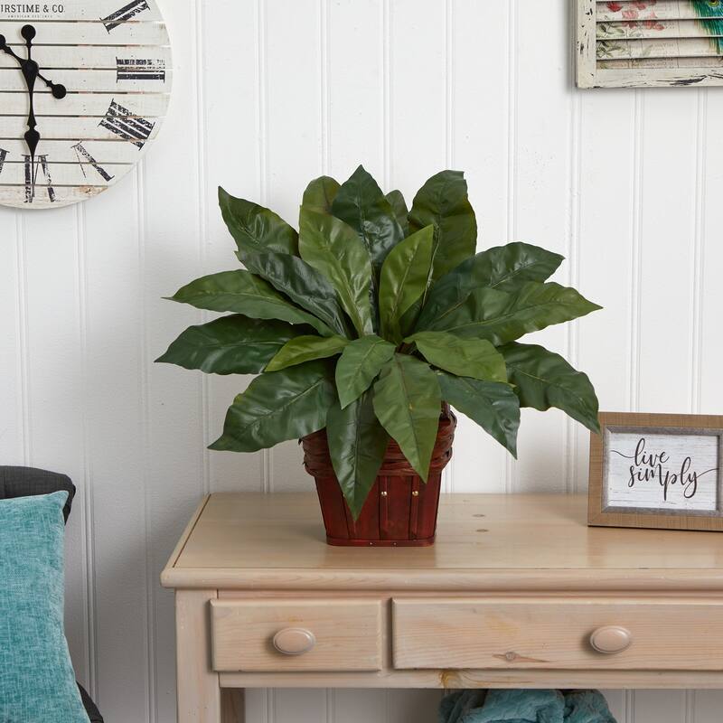 Birds Nest Fern Plant in Basket - Live Indoor Houseplant for Home Office Decor - 1.83ft.