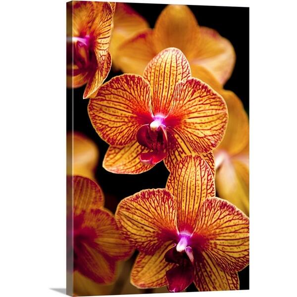Shop Deep Cut Orchid Society 15th Annual Orchid Show Held At Dearborn Market Canvas Wall Art On Sale Overstock 16448873