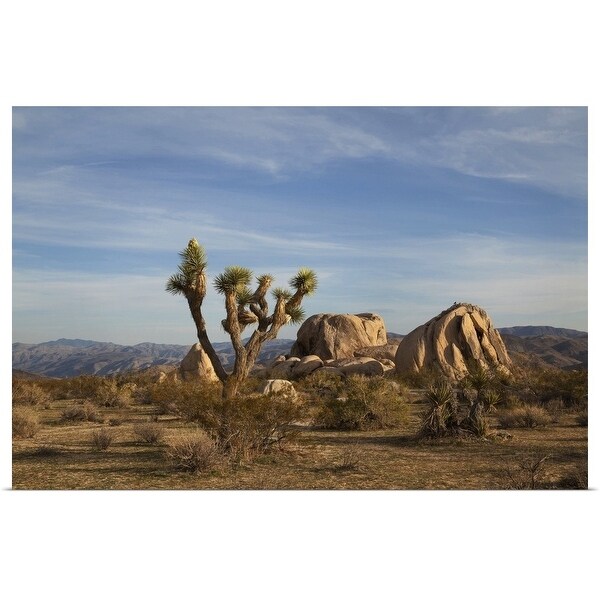 "Joshua Tree and boulders in desert scene." Poster Print