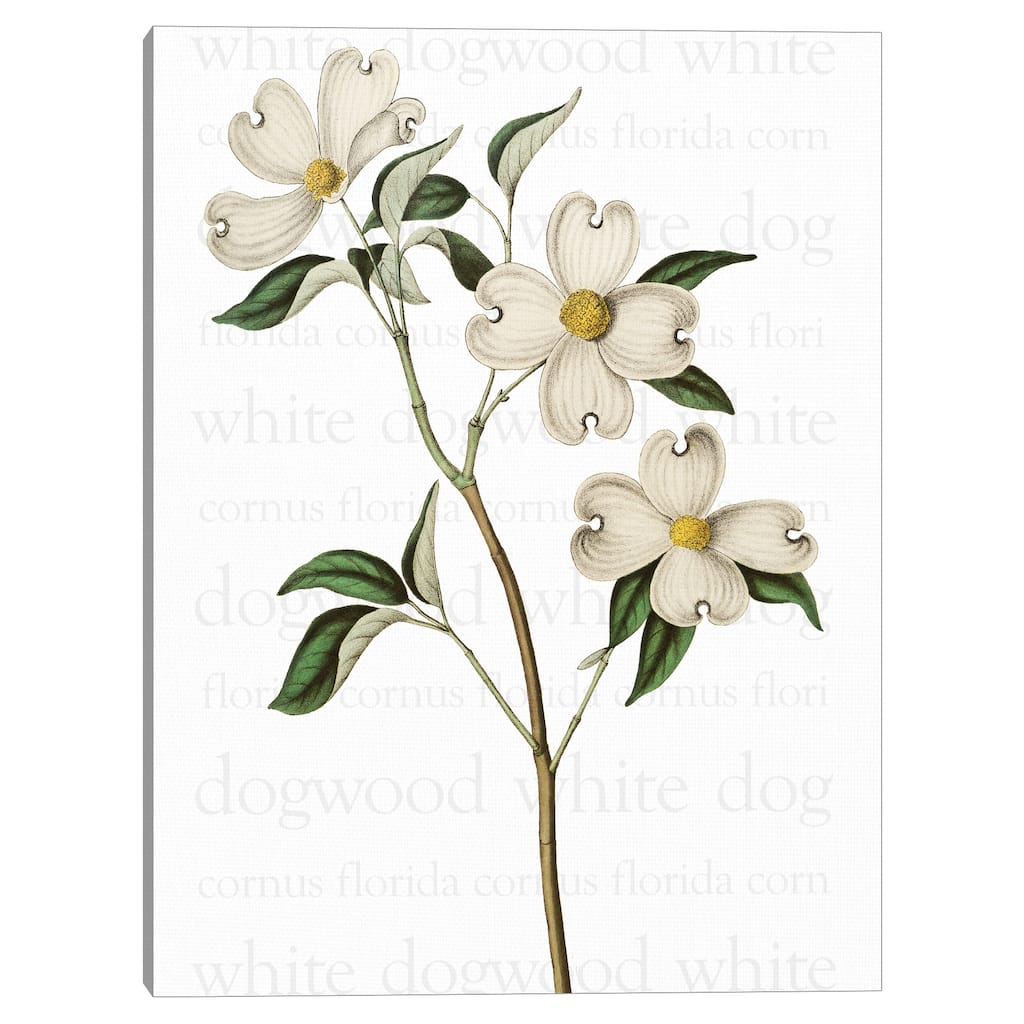 White Dogwood Text Canvas Art Print