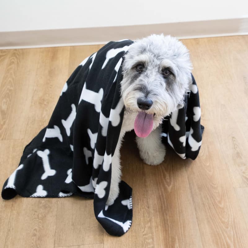 Perro & Gato Bones 6-Piece Pet Blankets