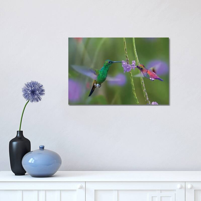 iCanvas "Copper-Rumped Hummingbird And Green-Throated Mango Feeding, Trinidad" by Tim Fitzharris Canvas Print - 12x18x1.5