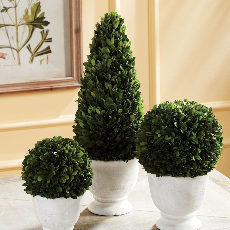 Boxwood Cone Topiary In Pot