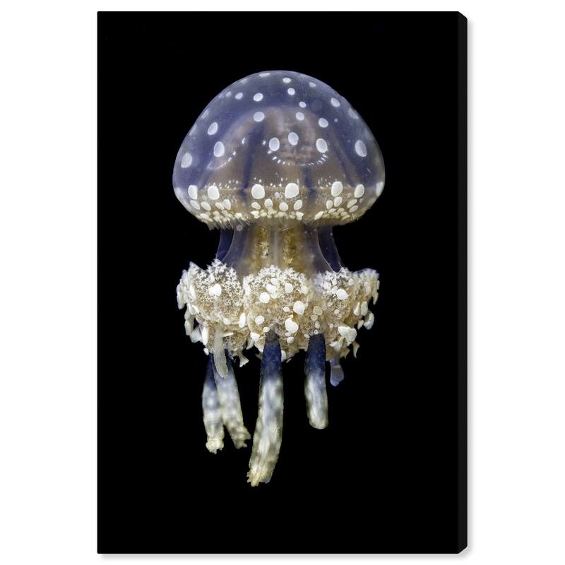 Wynwood Studio Canvas Animals David Fleetham - Jellyfish Black and Tan Nautical & Coastal Wall Art Canvas Print - Black, Brown