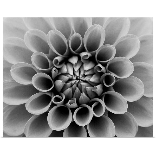 "Close up of dahlia." Poster Print