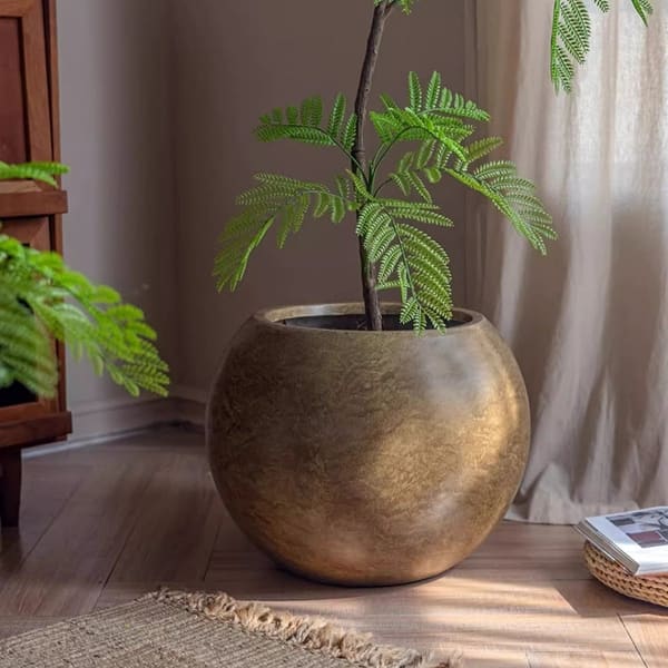palm plants for outdoor pots Outdoor Cycas Palms in Grow Pot 20