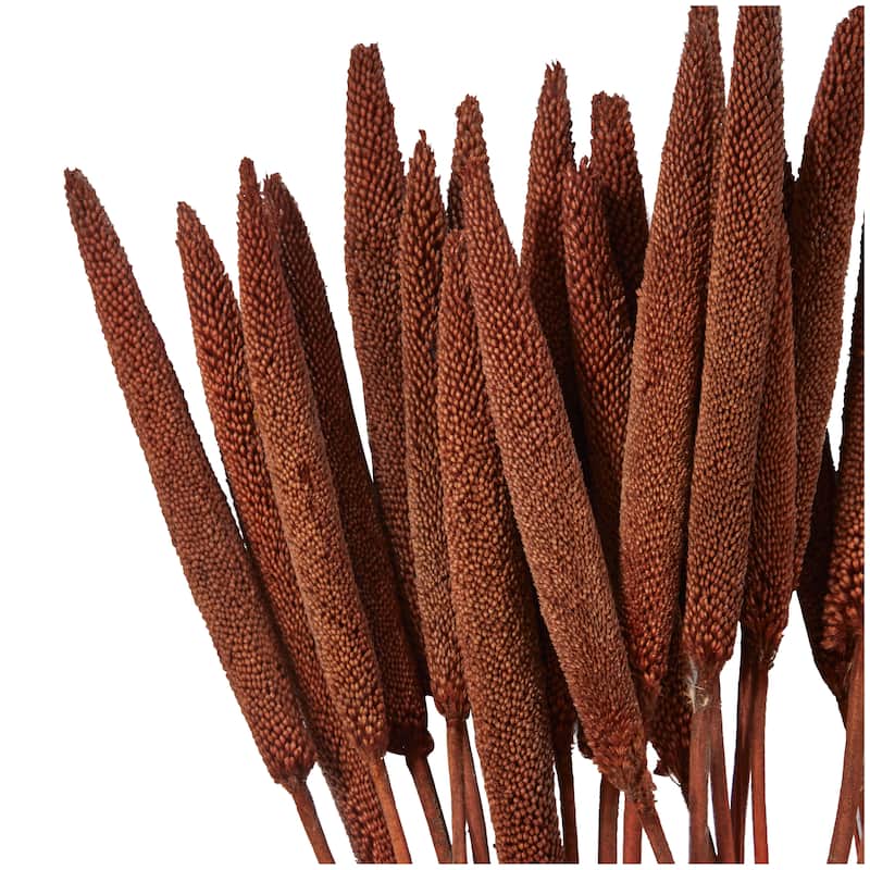 Dried Hogla Babala Bamboo Natural Foliage Collection - Multiple Colors