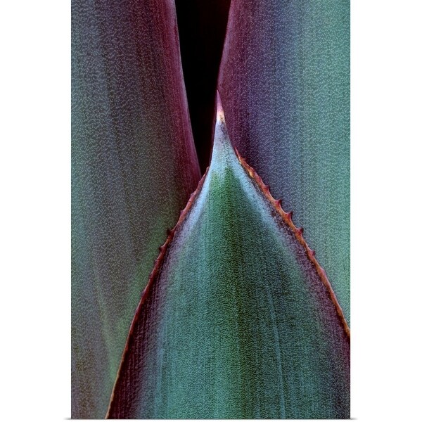 "Close-up of cactus leaf" Poster Print