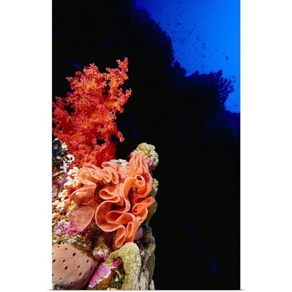 Spanish Dancer Nudibranch Eggs On Soft Coral Thomas Reef Red Sea Tiran Island Multi Color
