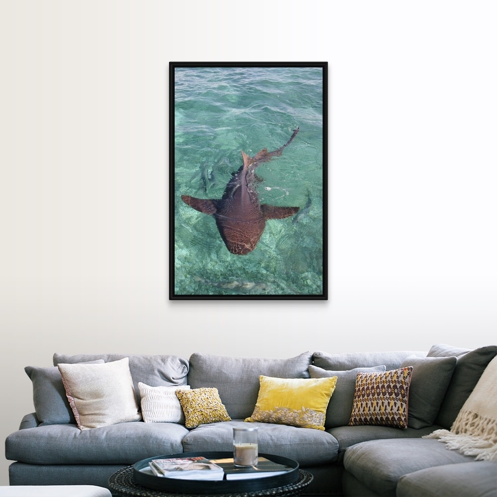 Shop Nurse Shark In Belize Black Float Frame Canvas Art