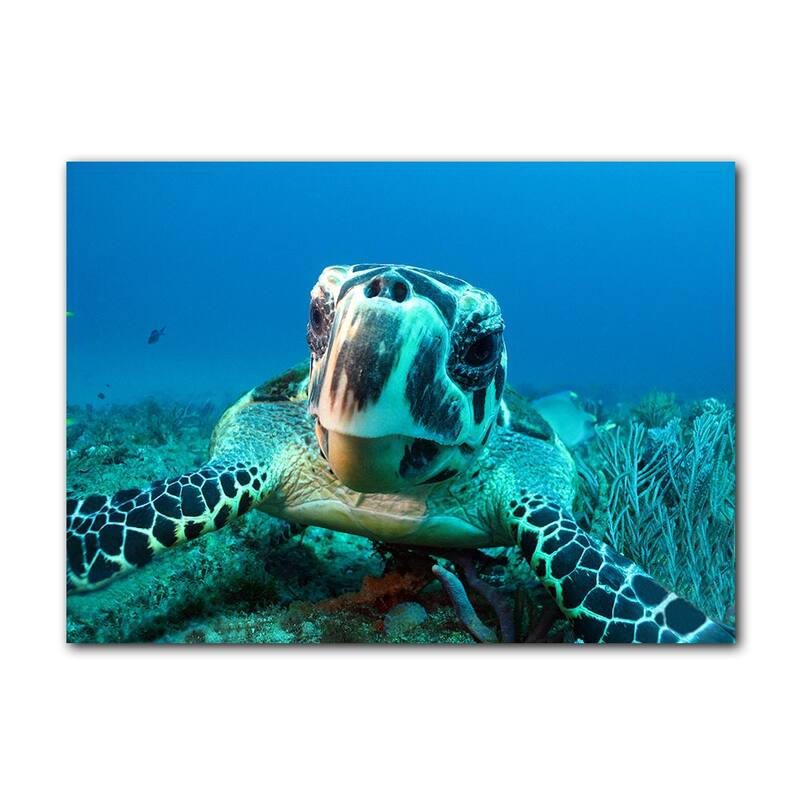 Ready2HangArt 'Turtle' Wrapped Canvas Wall Art