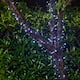 Option 100LEDs/38.65FT