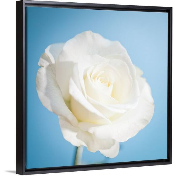 Shop White Rose On Light Blue Background Black Float Frame