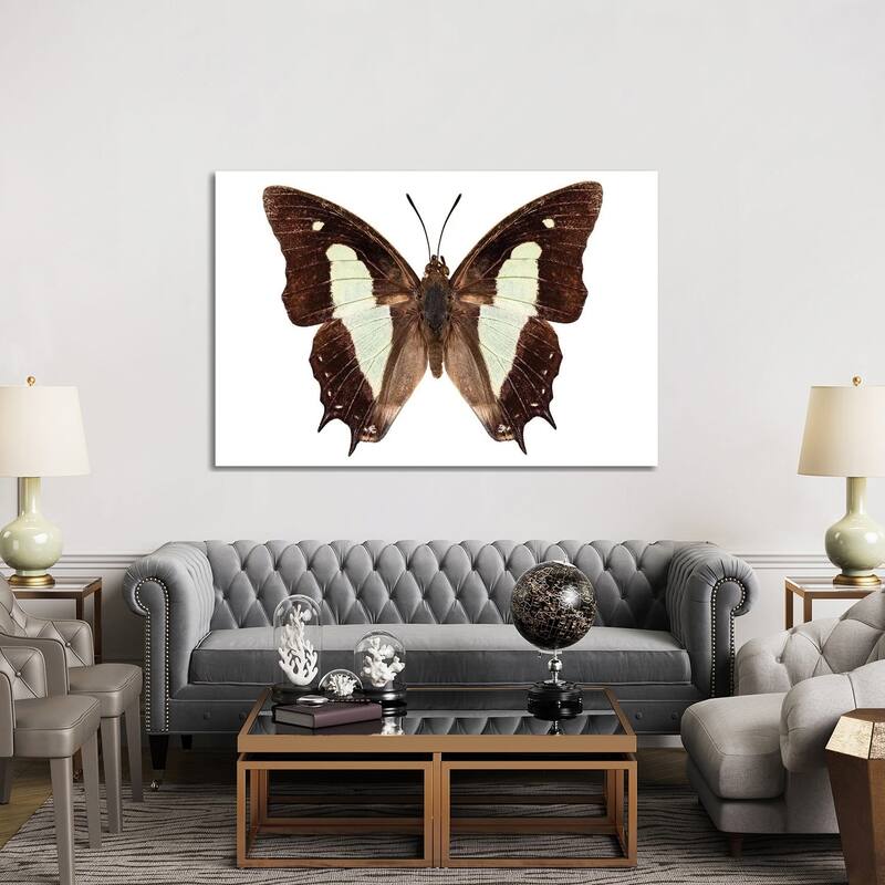 iCanvas "Polyura Athamas Athamas Butterfly" by Paul Rommer Canvas Print
