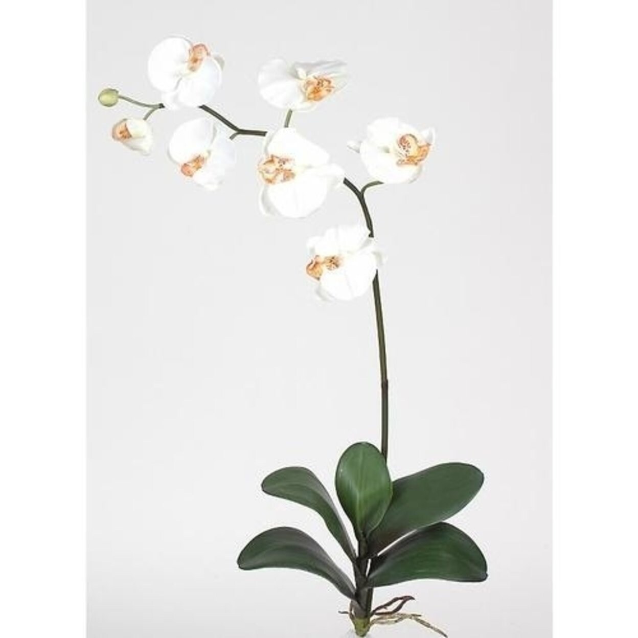 Shop Nearly Natural 2044 Cr Phalaenopsis Silk Orchid Flower With Leaves Cream 6 Stems Free Shipping Today Overstock 27717631