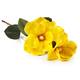 Option Yellow