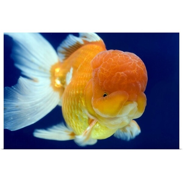 "Lion Head oranda goldfish" Poster Print