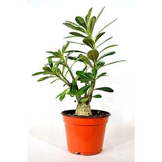 Shop Desert Rose Plant Natural Bonsai Adenium Obesum Overstock 17936152