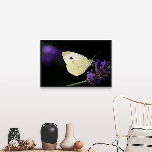 Shop White Butterfly On Purple Lavender Flower Black Float