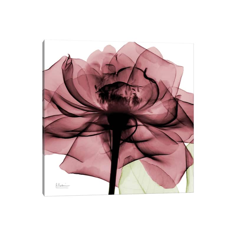iCanvas "Chianti Rose II" by Albert Koetsier Canvas Print