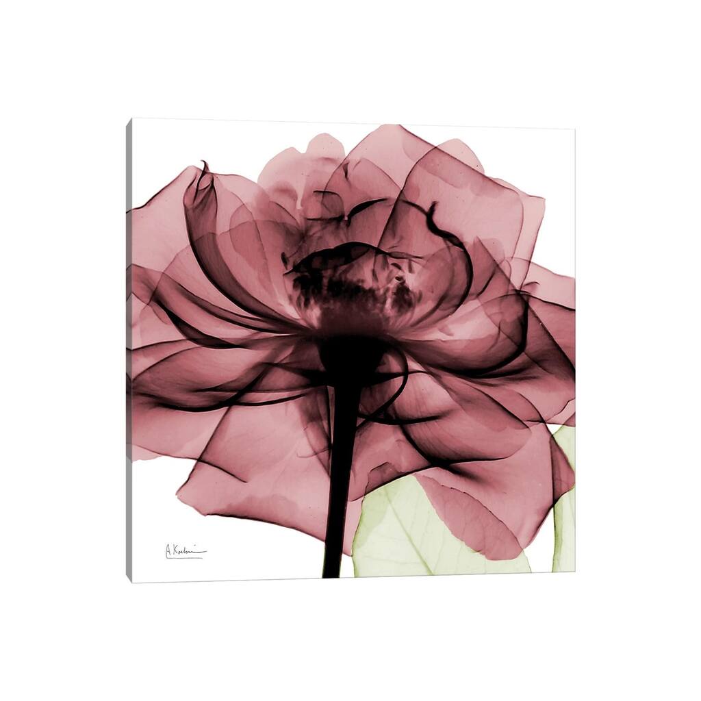 iCanvas "Chianti Rose II" by Albert Koetsier Canvas Print