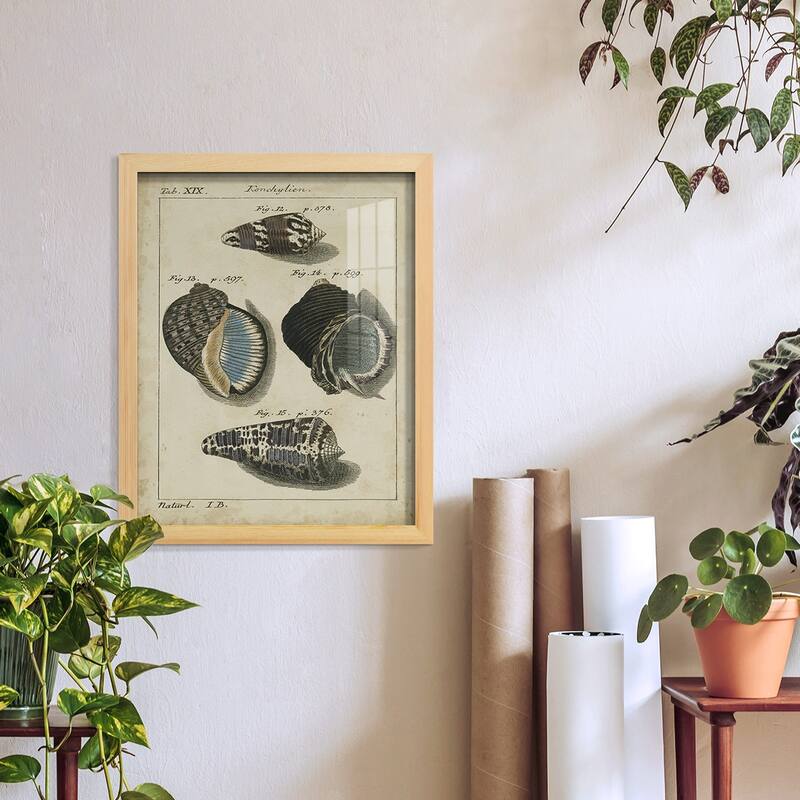 Vintage Shell Study III -Framed Print w/glass-Cherry Red