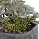 preview thumbnail 3 of 2, Uttermost Alverio Desert Garden Succulents