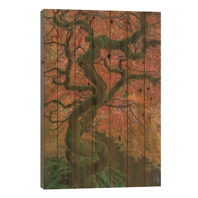 USA, Washington State, Bainbridge Island. Japanese maple tree in fall. Print On Wood by Jaynes Gallery - Multi-Color
