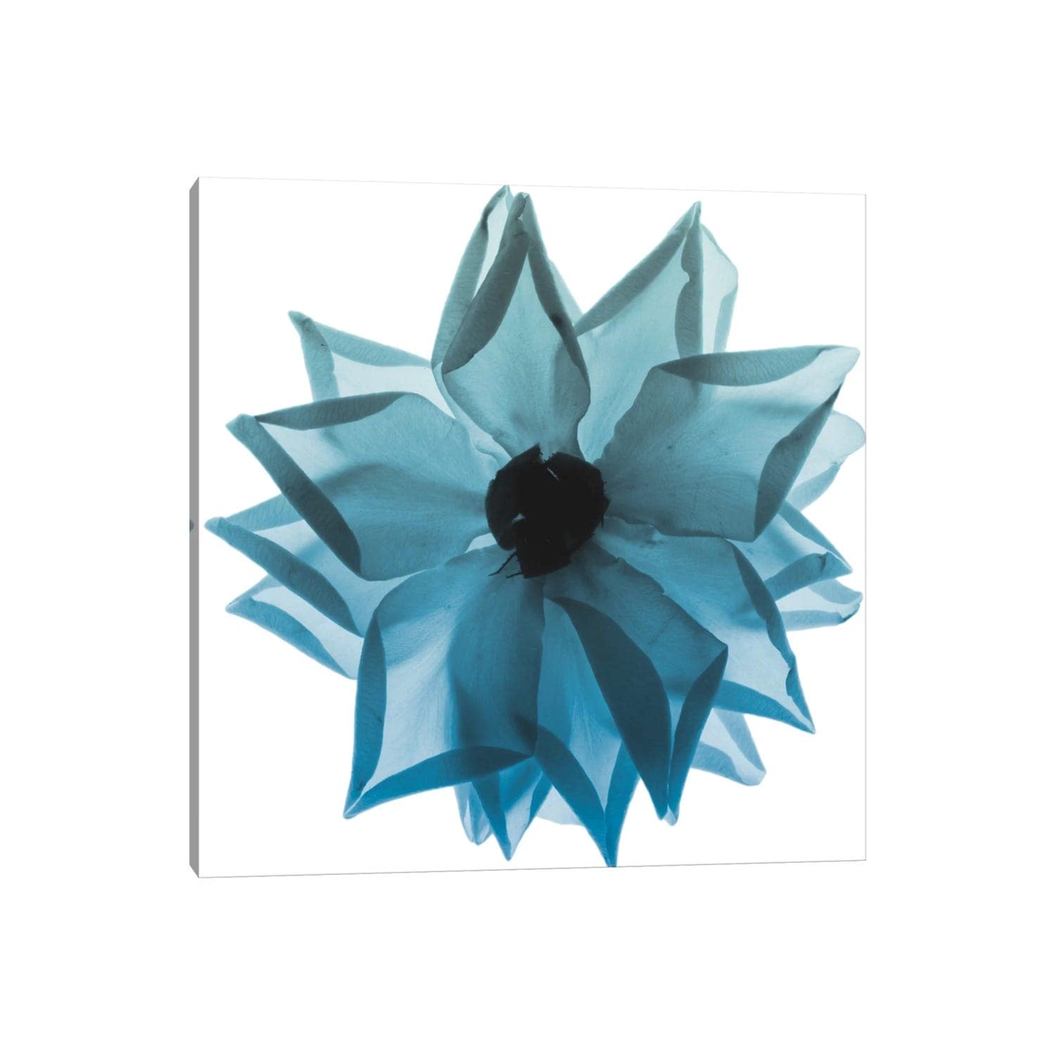iCanvas "Rose Petal Blues I" by Albert Koetsier Canvas Print