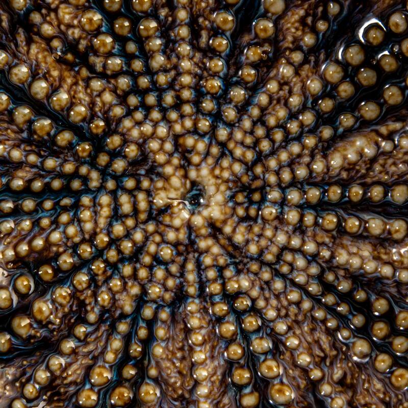 Stoneware Dish with Embossed Dots in Two Styles