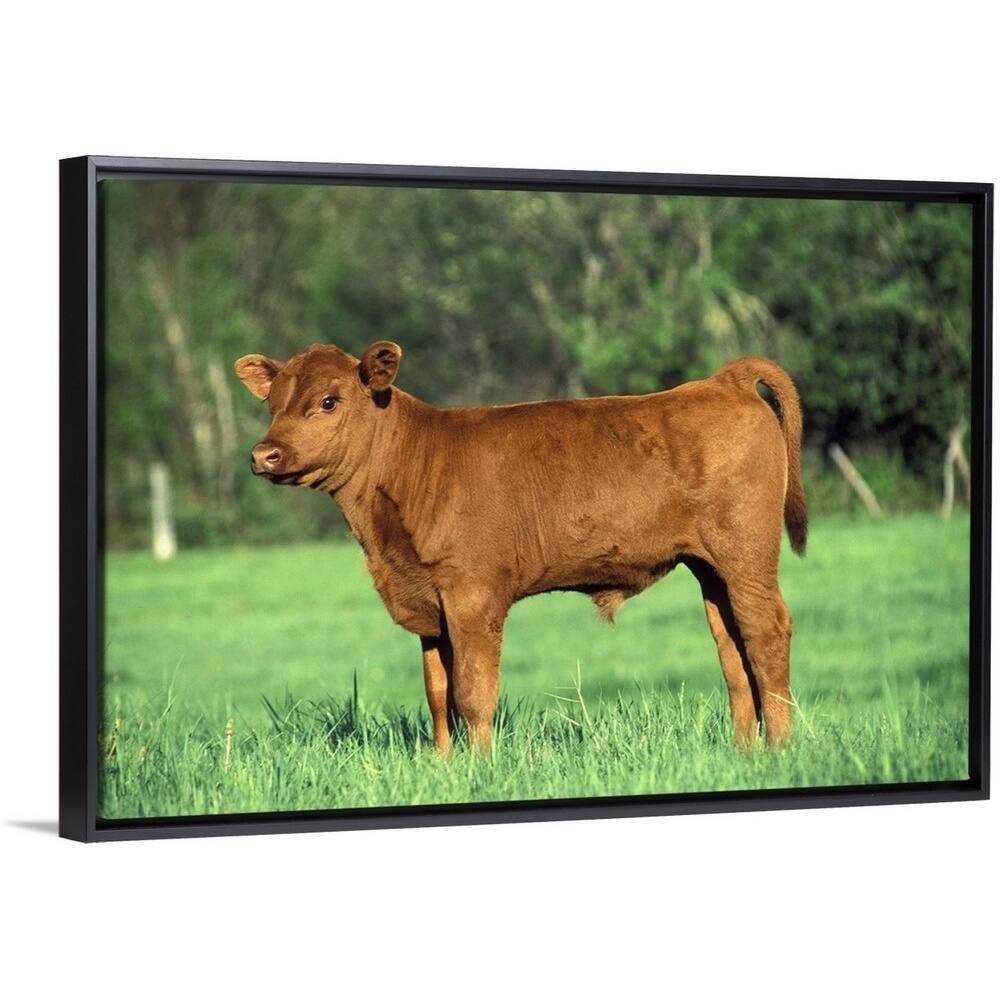 Red Angus steer calf in pasture - Multi