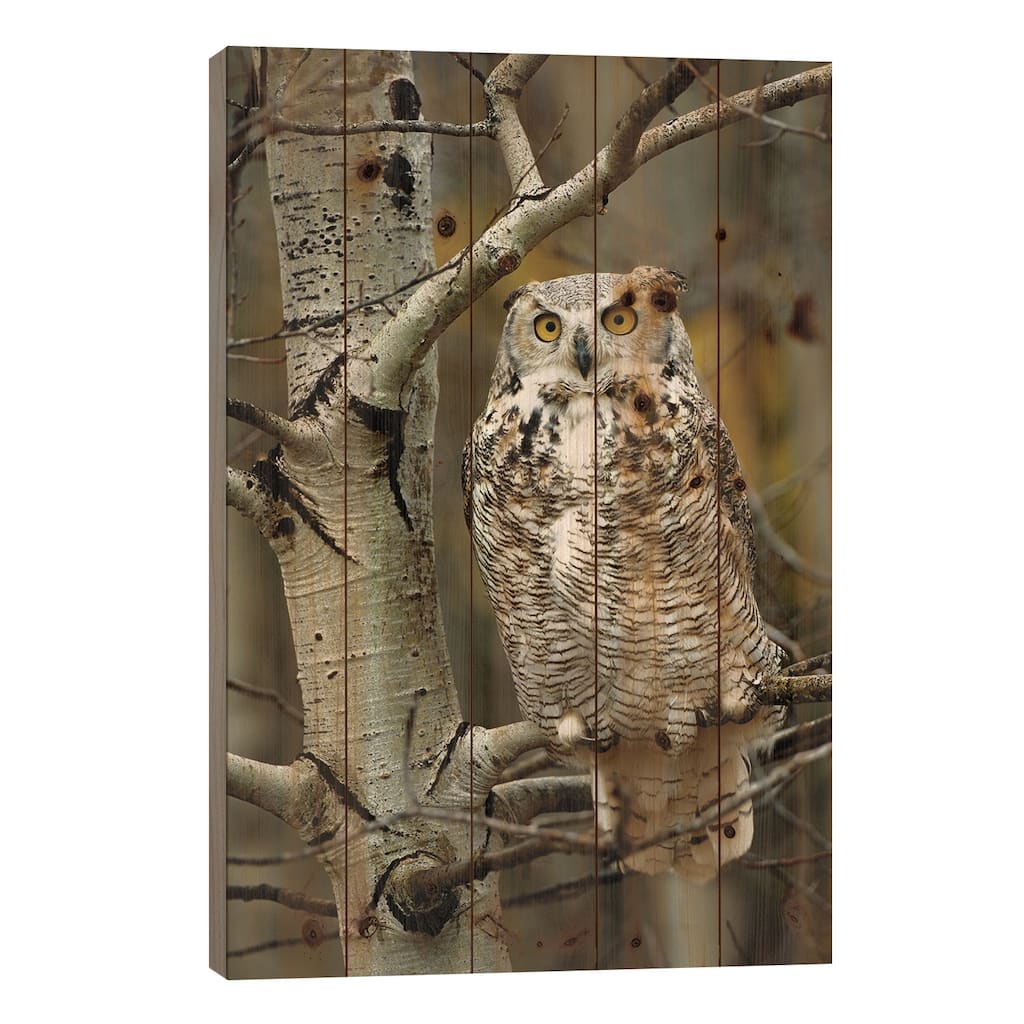 Great Horned Owl Pale Form, Perched In Tree, Alberta, Canada Print On Wood by Tim Fitzharris - Multi-Color