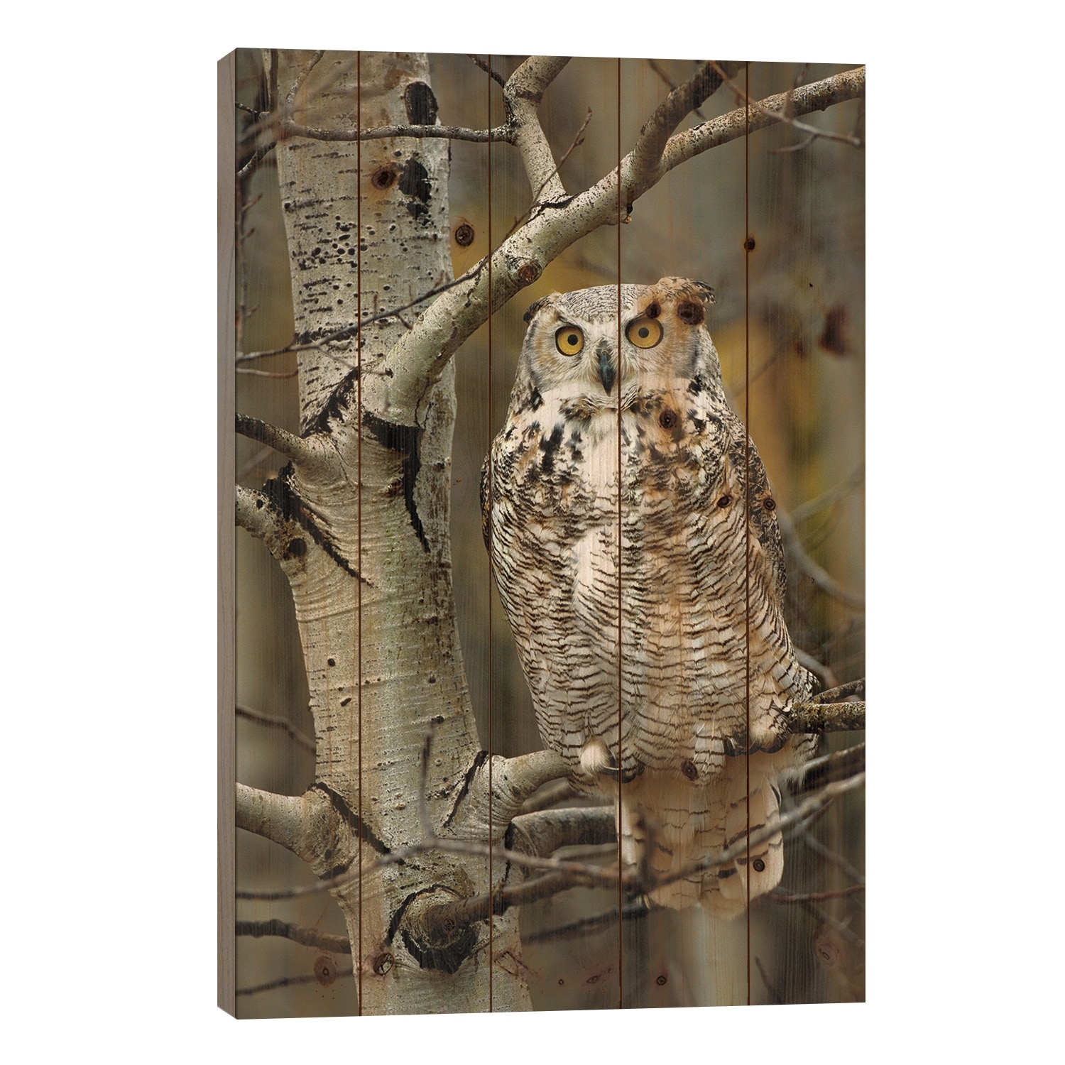 Great Horned Owl Pale Form, Perched In Tree, Alberta, Canada Print On Wood by Tim Fitzharris - Multi-Color