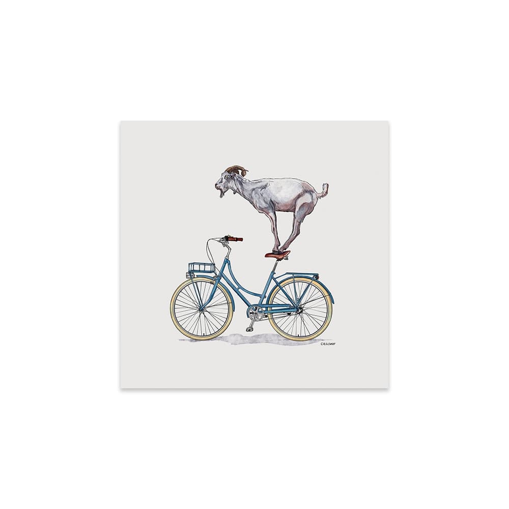Goat On Bicycle Print On Acrylic Glass by Carolynn Elshof