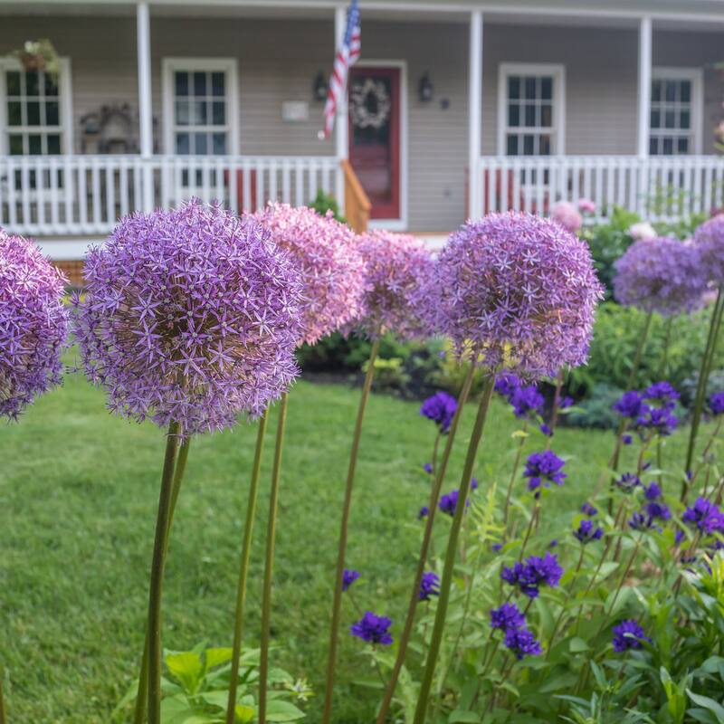 Gentle Giant Purple Allium Flowers - 9 Bulbs - Spring Garden Blooming - Attracts Butterflies, Bees & Hummingbirds - 9 Bulbs