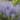 Van Zyverden Perovskia Russian Sage Set of 3 Roots