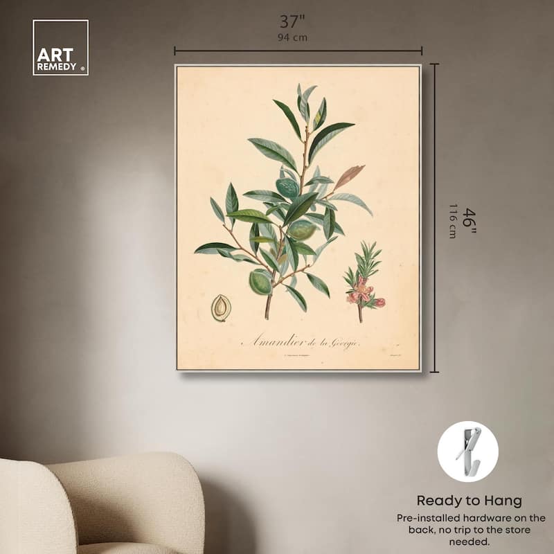 Almond of Georgia I Canvas by Art Remedy
