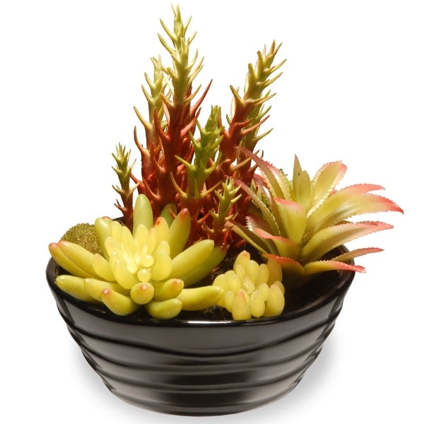 7.8" Succulent Plants – Ceramic base - N/A