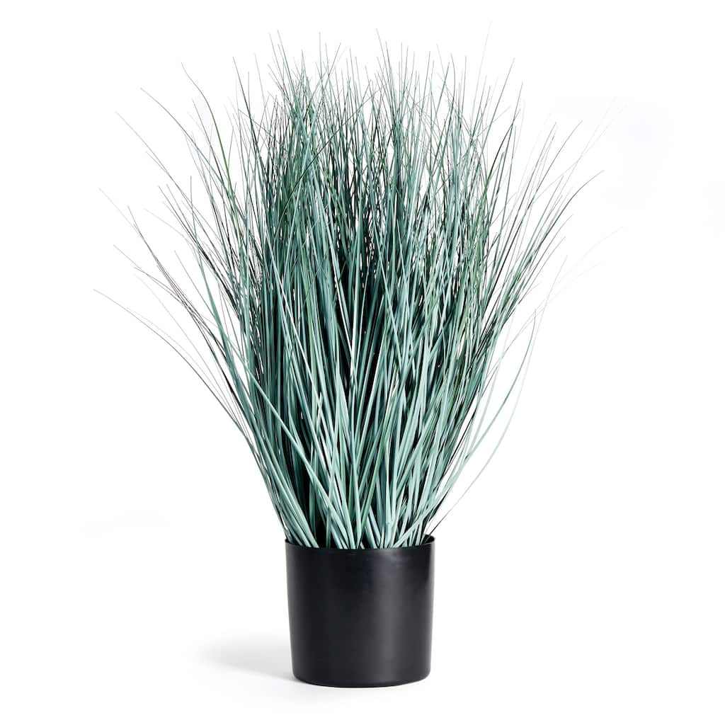 Blue Oat Grass Drop-In 32" - Green