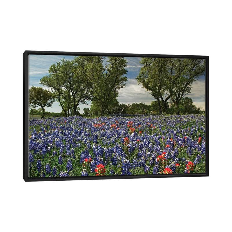 iCanvas "Sand Bluebonnet And Indian Paintbrush Flowers In Bloom, Hill Country, Texas" by Tim Fitzharris Framed Canvas Print - Black - 26x40