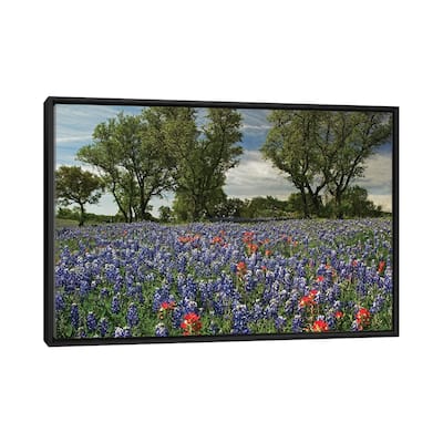 iCanvas "Sand Bluebonnet And Indian Paintbrush Flowers In Bloom, Hill Country, Texas" by Tim Fitzharris Framed Canvas Print